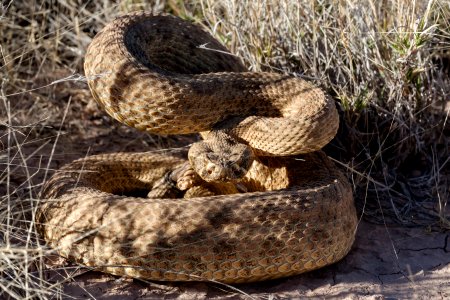 Crotalus viridis
