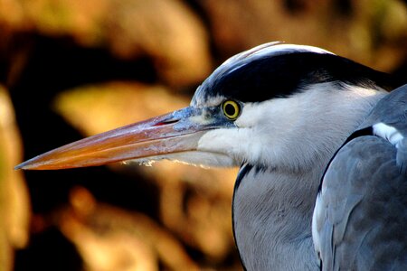 Beak eye nature photo