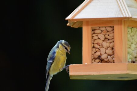 Peanuts feed depend photo