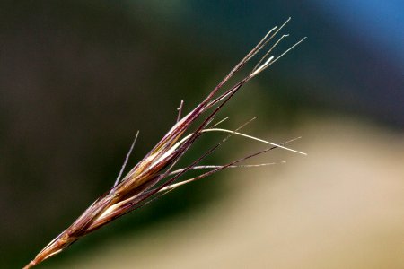 Elymus scribneri