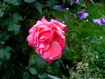 Late rose photo