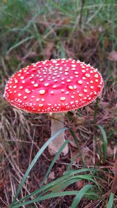 Nature red fly agaric mushroom mushroom photo