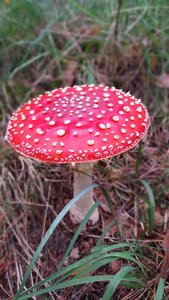 Nature red fly agaric mushroom mushroom