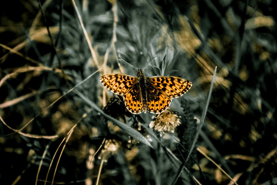 Insect yellow wings