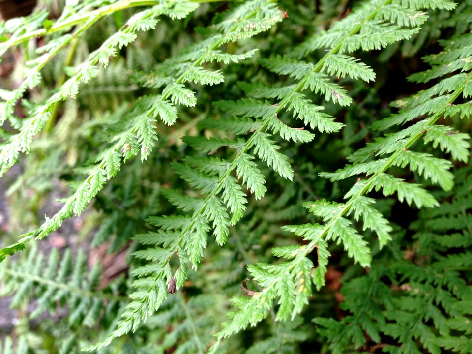 Ferns photo