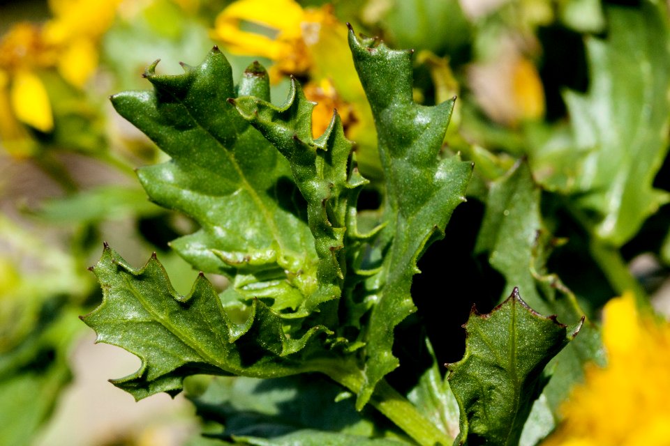 Senecio fremontii blitoides