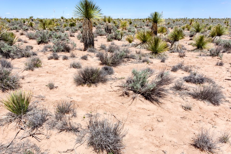 Northern Jornada del Muerto Plain