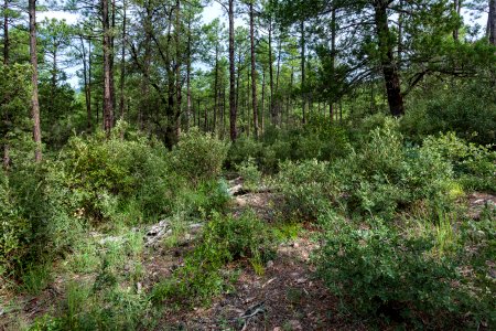 Near the Continental Divide Trail