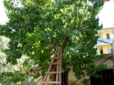 Apricot tree photo