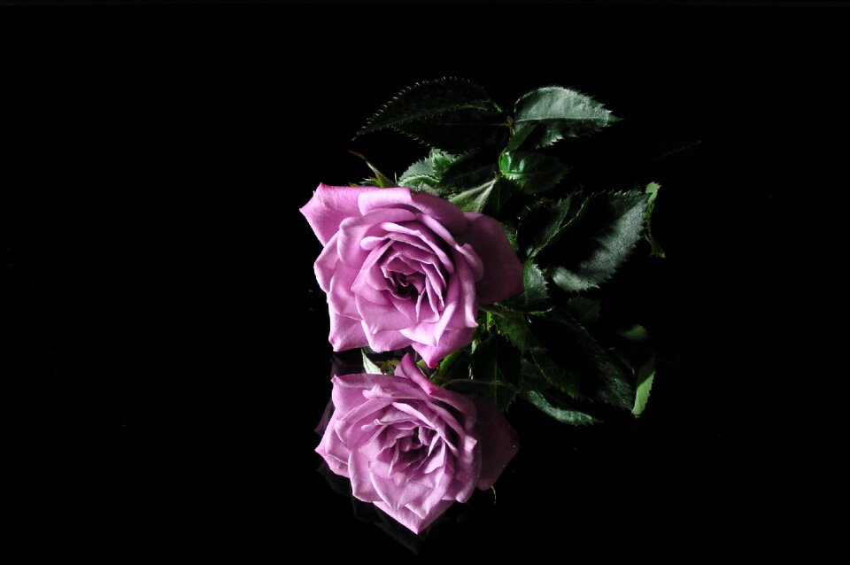 Flower mirroring reflection