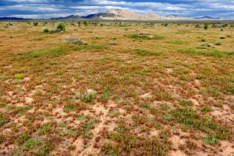 North-northeast of Lordsburg