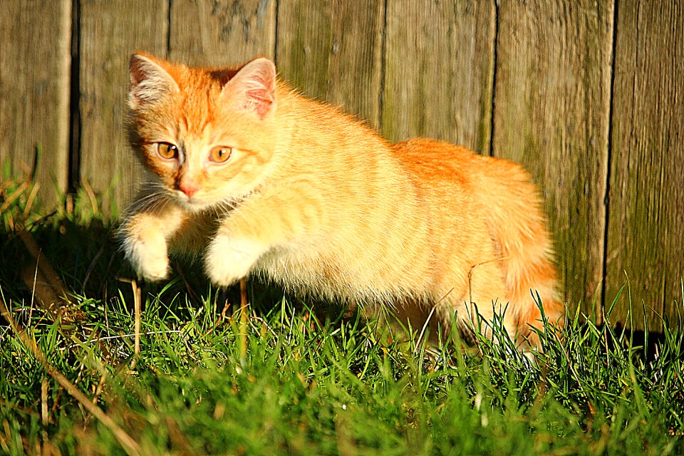Grass kitten red mackerel tabby