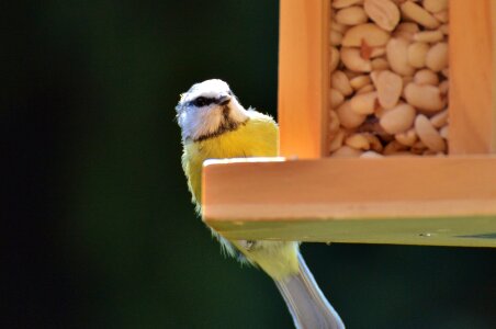 Peanuts feed depend photo