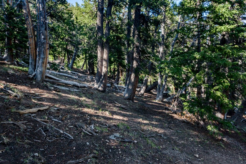 Southeast side of Little Costilla Peak