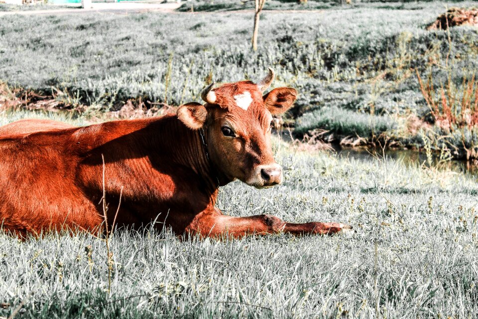 Cow nature living nature