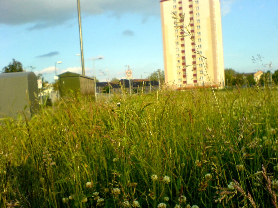 Muirhouse meadow