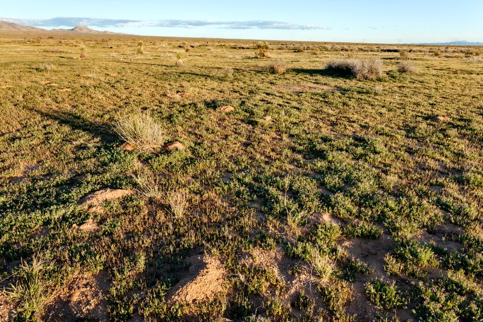 North-northeast of Lordsburg