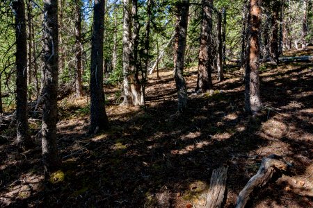 Southeast of Big Costilla Peak