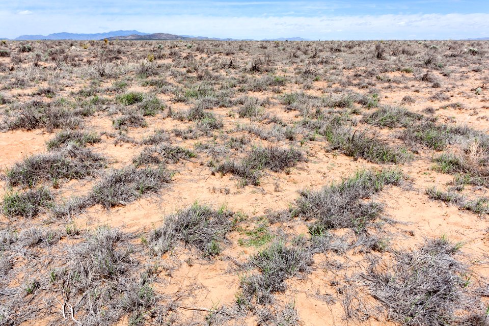 Northern Jornada del Muerto Plain