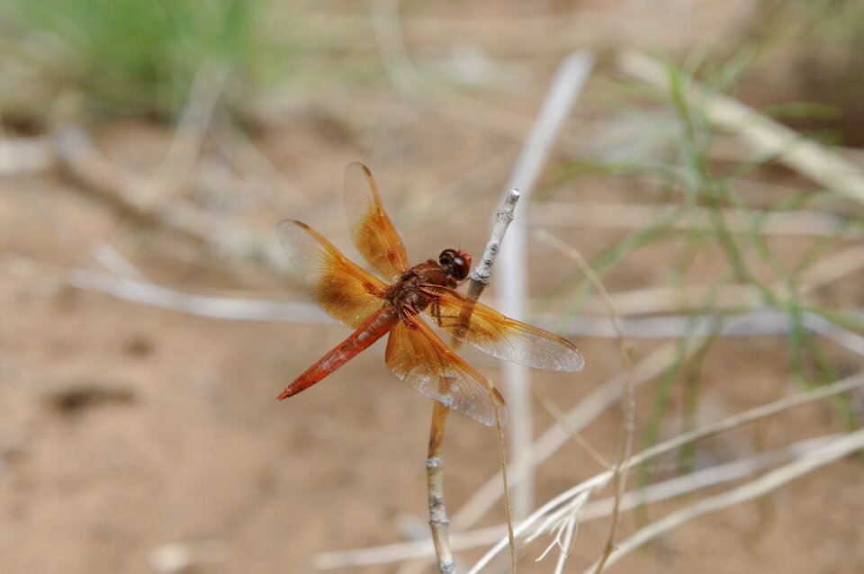 Nature fauna odonata