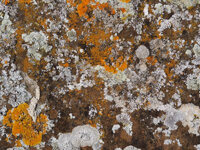 Old patina growth