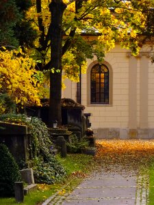 Alley autumn window