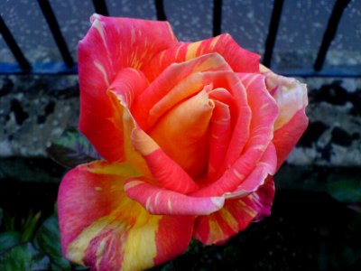 Striped rose photo