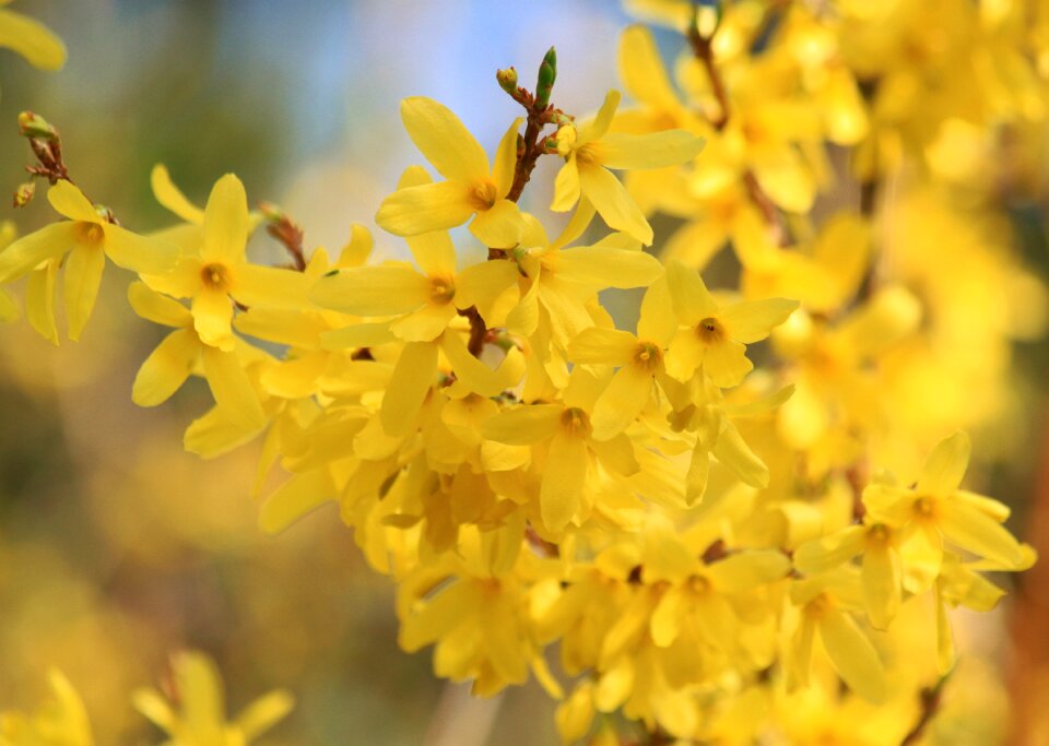 Ornamental shrub yellow spring