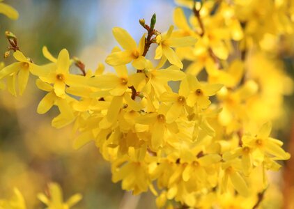 Ornamental shrub yellow spring photo
