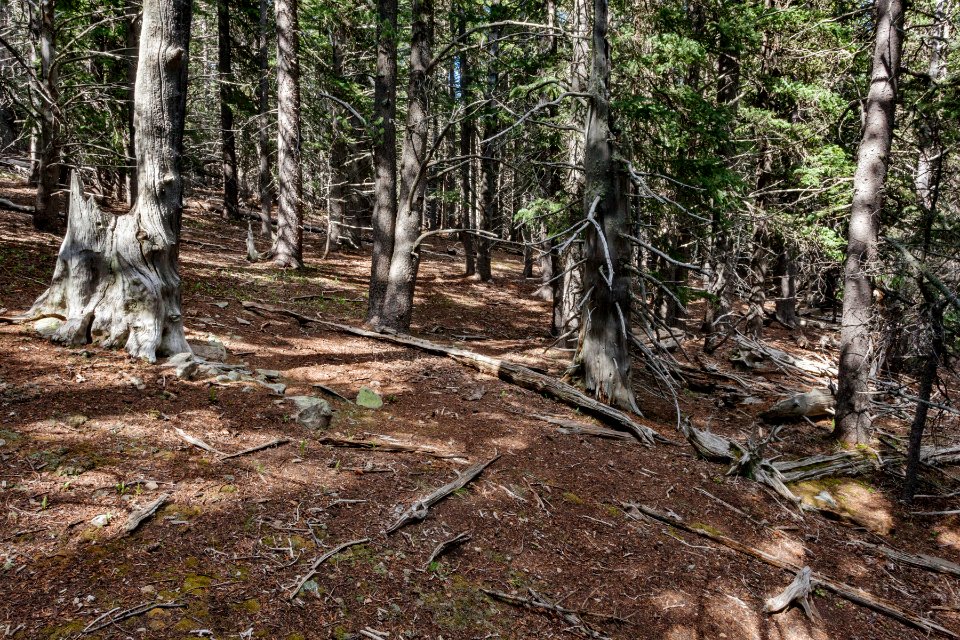 Southeast side of Little Costilla Peak