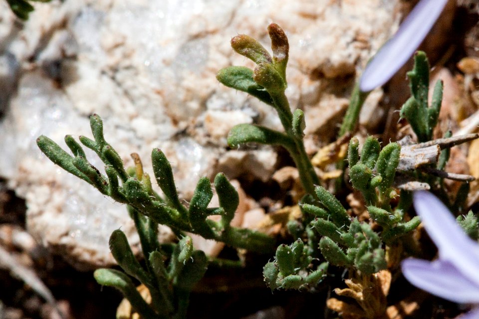 Erigeron pinnatisectus