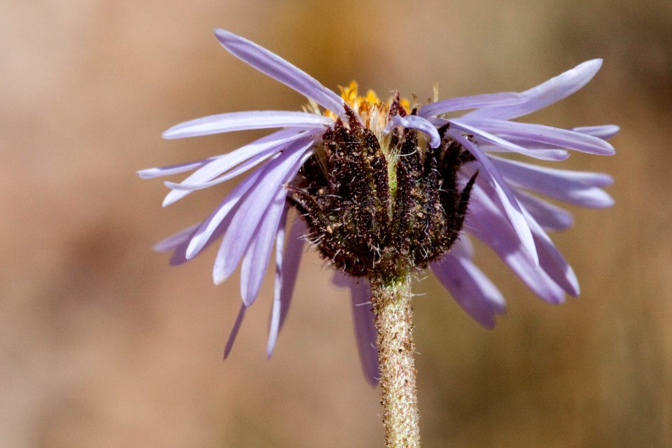 Erigeron pinnatisectus