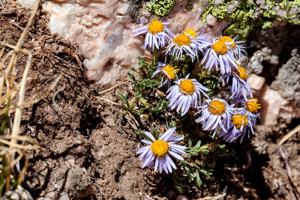 Erigeron pinnatisectus