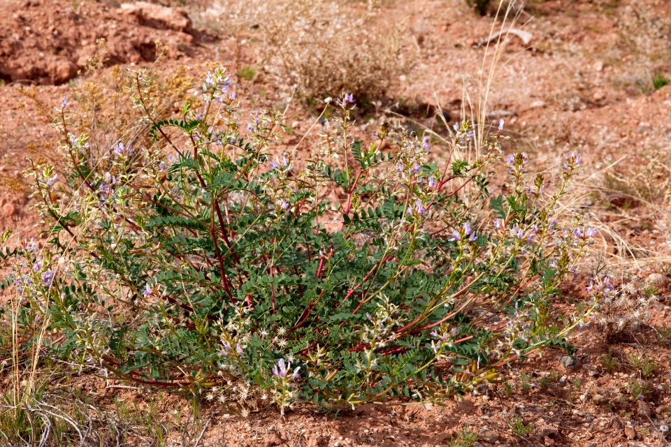 Astragalus lentiginosus var. wilsonii