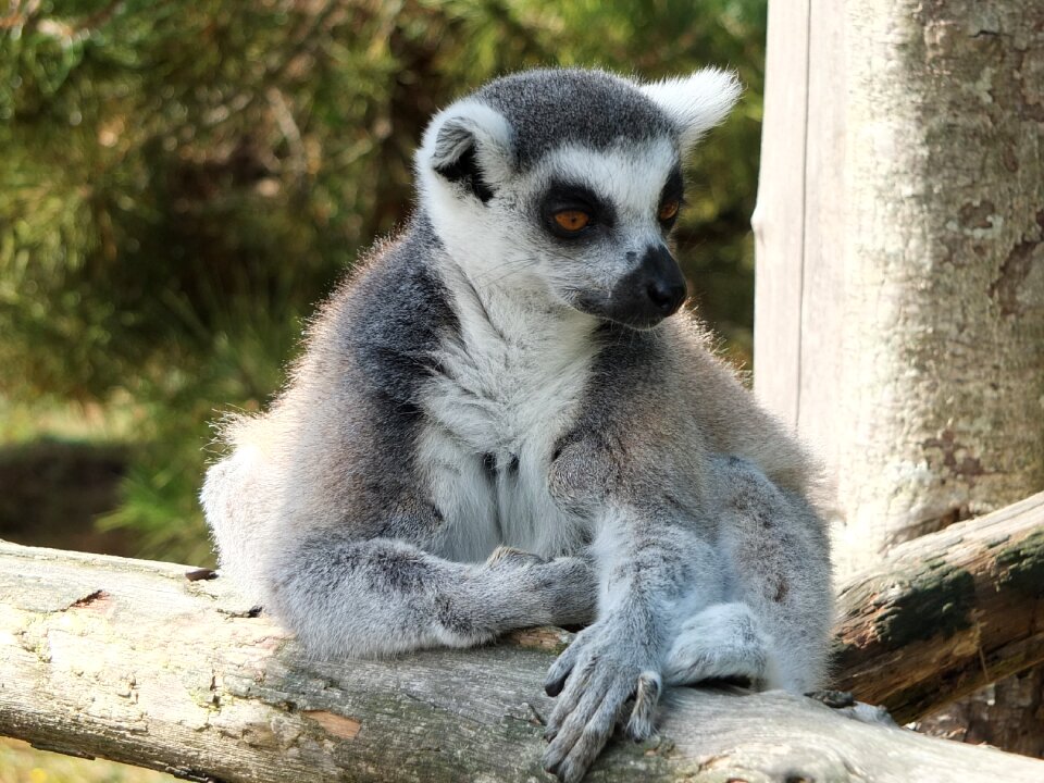 Maki maki catta monkey maki