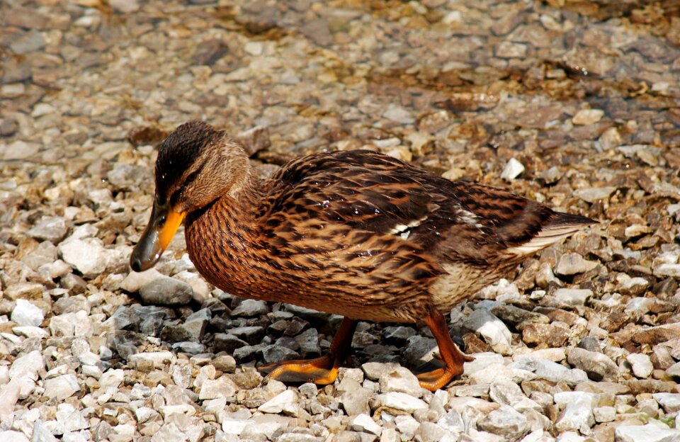 Animals water bird duck bird