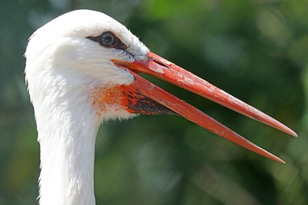 Stork bill white storks