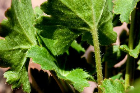 Heuchera