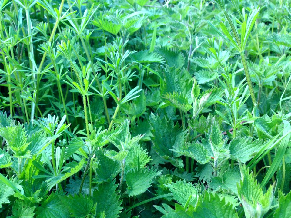 Nettles and cleavers