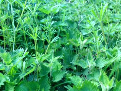 Nettles and cleavers