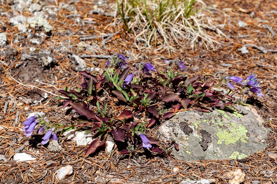 Penstemon whippleanus