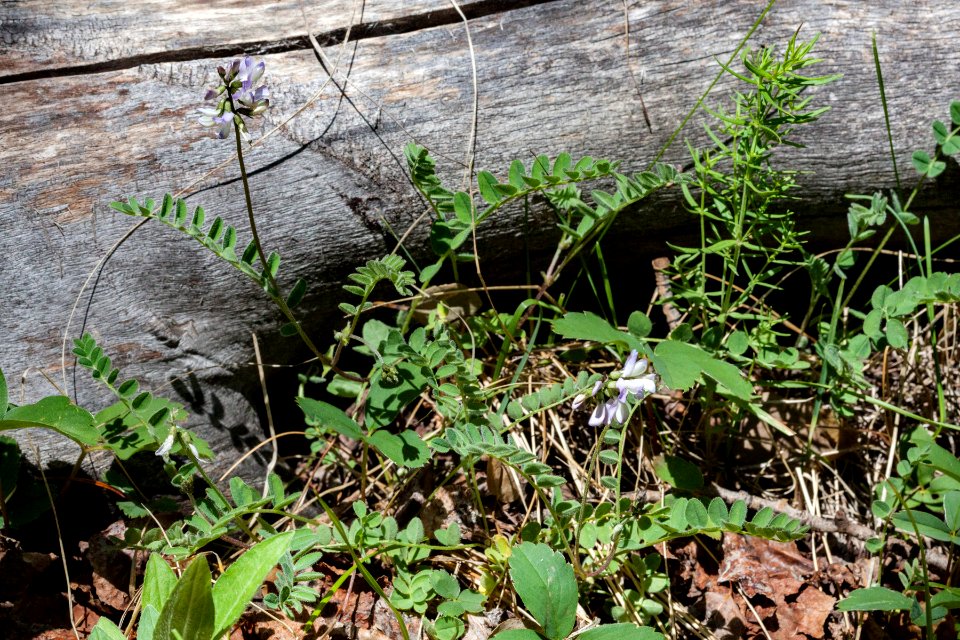 Astragalus alpinus