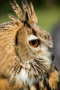 Owl eurasian eagle owl owls photo