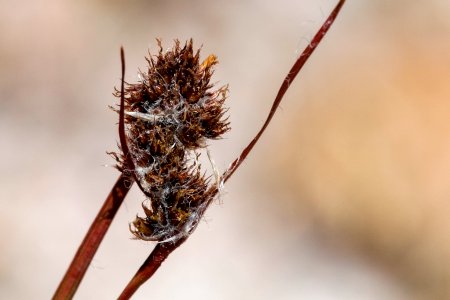 Luzula spicata
