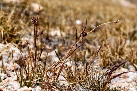 Luzula spicata