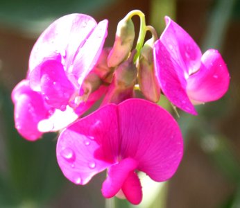 Sweet Pea photo