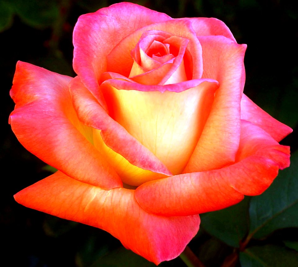 Orange and Pink Rose