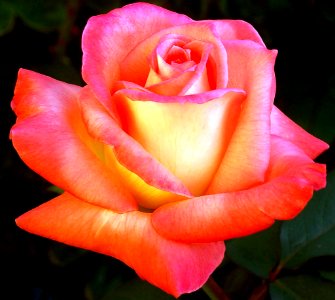 Orange and Pink Rose photo