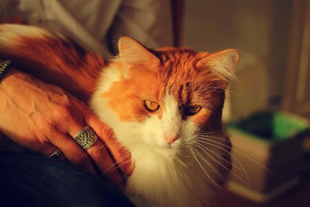 Look animal kitty