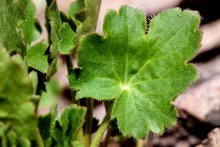 Heuchera